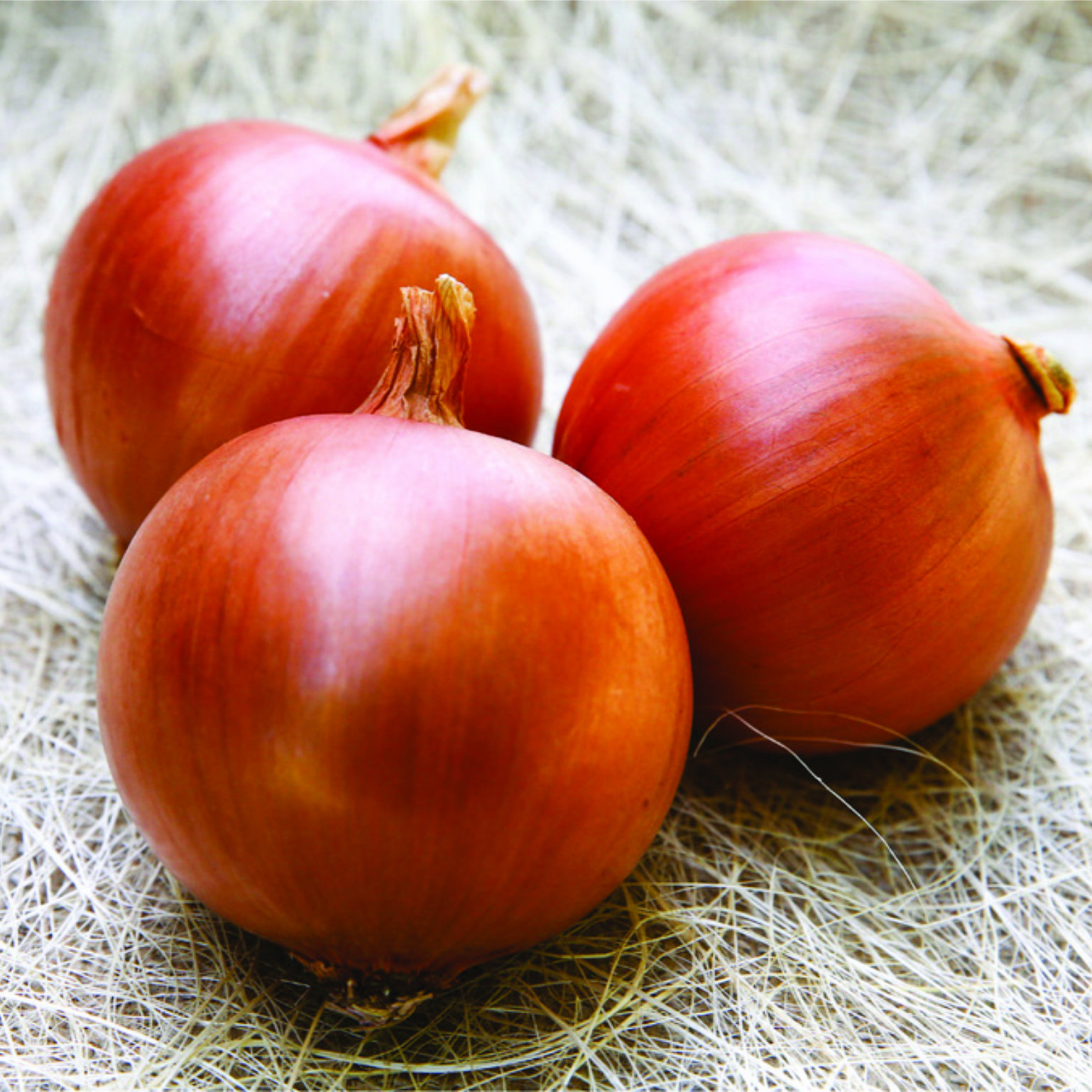 Bereket onion