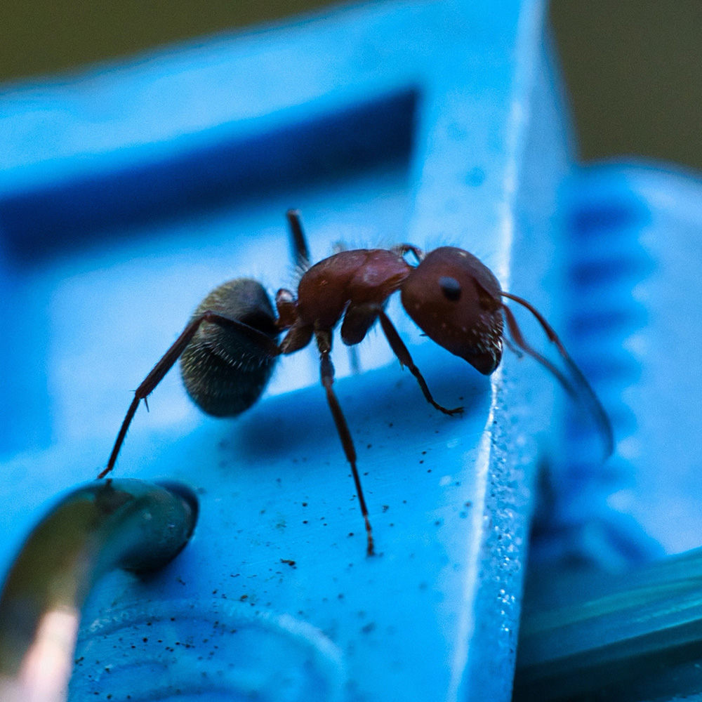 A closeup of an ant on a blue-colored surface